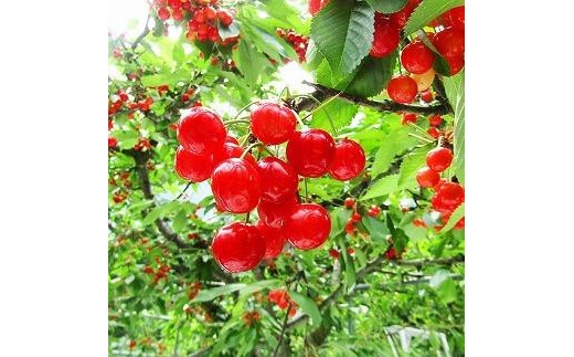 
                  【令和9年産先行受付】中山町産さくらんぼ＜佐藤錦＞秀品　約800ｇ　200g×4P
                