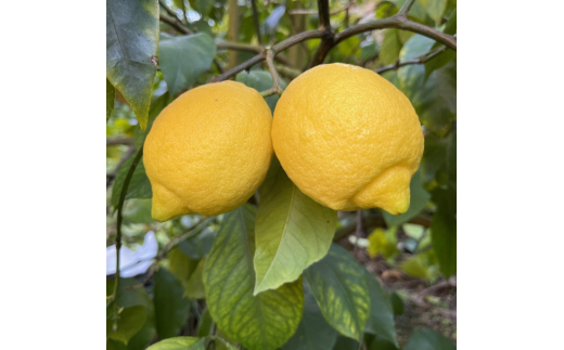 紀州和歌山 ご家庭用 有田 レモン 3kg+200g(痛み補償分) ※着日指定不可 ※10月中旬～2月下旬頃に順次発送【ard189A】