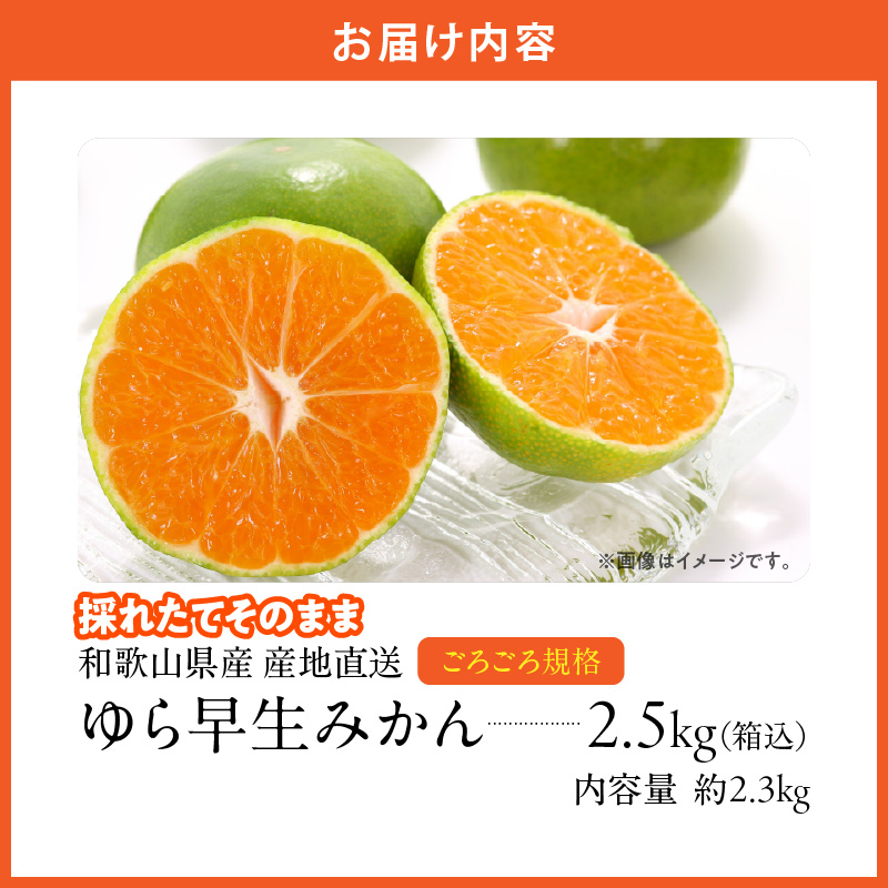 MK1065_【2025年先行予約】ゆら早生 みかん 山から直送 箱込 2.5kg ( 内容量 2.3kg ) 採れたてそのままごろごろ規格 有田みかん 和歌山県産