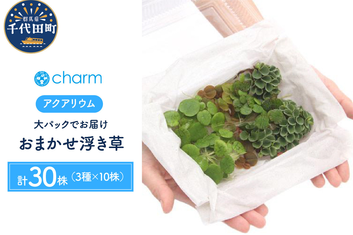 
おまかせ浮き草 大パック 無農薬 1パック （３種１０株ずつ ） 群馬県 千代田町 インテリア ナチュラル 自然 リラクゼーション 室内栽培 プレゼント 送料無料 趣味 緑 人気 オススメ 初心者 玄関 リビング 水槽 アクアリウム 株式会社チャーム
