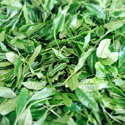 ふるさと納税 佐世保市 【発送月固定定期便】世知原茶 青々しい薫りと旨みの上かぶせ〈佐世保がじら〉全4回 |  | 03