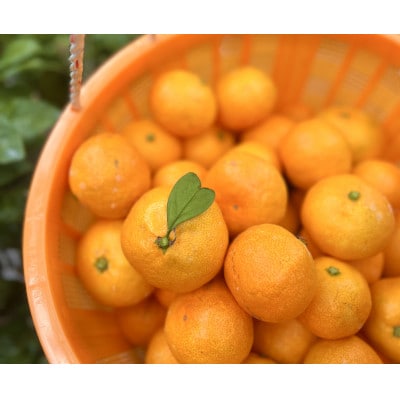 100%ストレートみかんジュース「MANDARIN DEW」720ml×4本【H89−2】【1607183】