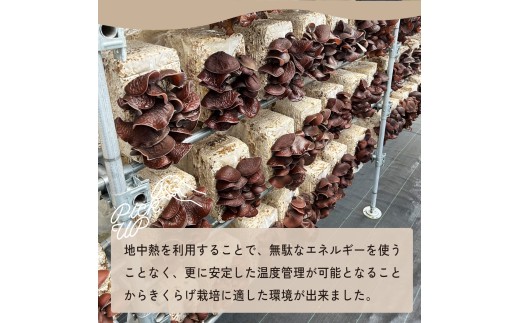 きくらげ 国産 乾燥きくらげ 30g × 2個 セット 大地のきくらげ | キクラゲ 60g 木耳 乾物 乾燥食材 食物繊維 鉄分 ビタミンD 食材 肉厚 プリプリ コリコリ 低カロリー 栄養 旨み 料理 惣菜 おかず 中華 料理 ラーメン 具材 炒め物 スープ 食材 野菜 人気 おすすめ お取り寄せ ハウス栽培 大地工房 株式会社PEC 埼玉県 桶川市