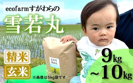 
                  【ecofarmすがわら】庄内米雪若丸9kg～10kg※【精米】または【玄米】選択可（令和8年産新米予約）
                