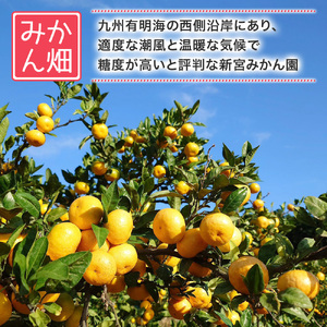  新宮みかん園のお楽しみ定期便　３回コース　みかん 温州みかん 完熟みかん 早生 不知火 しらぬひ デコポン でこぽん 甘熟 柑橘 国産 佐賀県産 太良町 Q51 