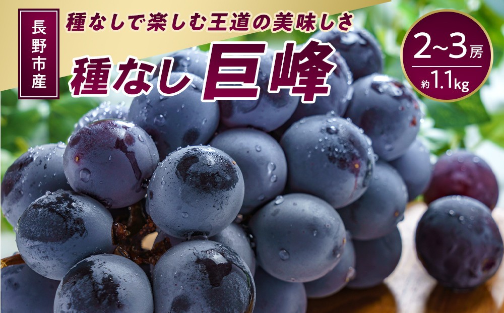 
                  長野市産 種なし巨峰 約1.1kg【2026年9月中旬以降出荷分】 |  ぶどう 巨峰 種なし 定番 人気 おすすめ 葡萄 ブドウ フルーツ 果物  濃厚 ブルーム 新鮮 長野県 長野市 信州 信濃 ふるさと納税
                