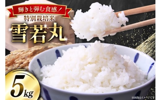 米 令和7年産 特別栽培米 雪若丸 5kg [本田勇仁 山形県 高畠町 tk06bgj910000] お米 白米 精米 ごはん ご飯 ブランド米