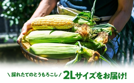 北海道産 スイートコーン めぐみゴールド 2Lサイズ 10本 とうもろこし 恵味 めぐみ トウモロコシ コーン 大粒 旬 完熟 朝もぎ 野菜 産地直送 お取り寄せ 北海道 丸田農園 送料無料 洞爺湖