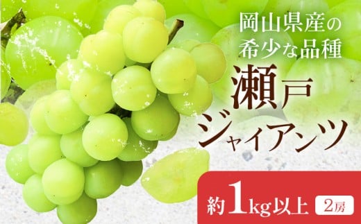 【2026年先行予約】瀬戸ジャイアンツ 1kg以上(2房) Kazu Farm《2026年10月中旬-11月上旬頃出荷》 岡山県 浅口市 岡山県産 ぶどう フルーツ 果物 くだもの 送料無料