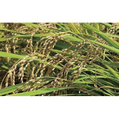 ふるさと納税 関ケ原町 関ケ原町中挟地区限定米 コシヒカリ 精米 10kg |  | 01