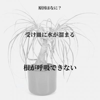 ふるさと納税 三条市 根腐れを防ぐポットスタンド WH 置き・掛け兼用 3号鉢タイプ キープロダクション【010S886】 |  | 01