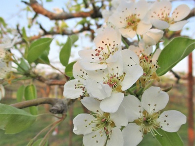 西洋梨（オーロラ）３ｋｇ　特秀品　0025-2505