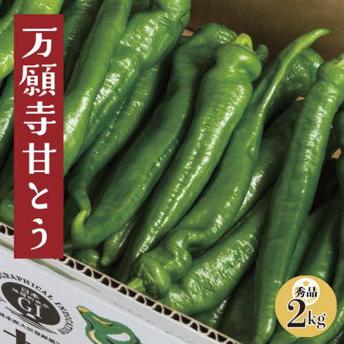 【2025年夏発送分】万願寺甘とう 化粧箱入 秀品 2kg 選べる容量 野菜 夏野菜 旬 地場産 地場野菜 地元野菜 発祥 伝統 京野菜 伝統野菜 万願寺とうがらし