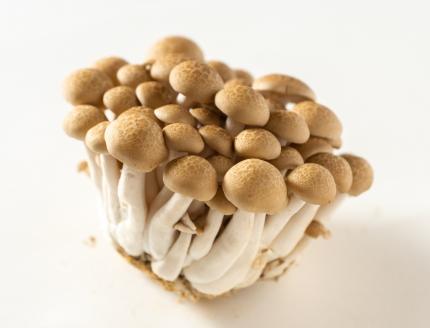KL-2　歯ごたえ抜群！ブナシメジ