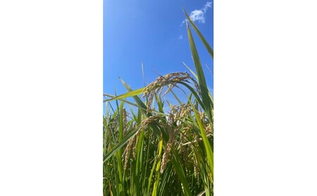 定期便6ヶ月 米 5kg 令和6年度産米 ひのひかり 筑後小郡産 農家直送 6回 お米 コメ お楽しみ