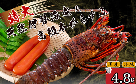 【 からすみ 】 からすみと伊勢海老7匹