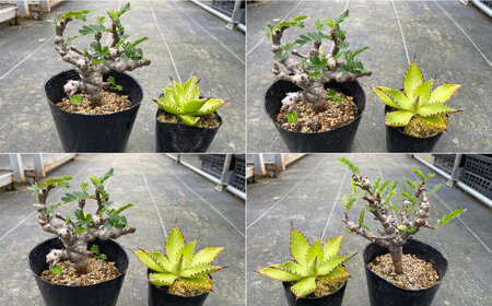 センナ メリディオナリス ＆ アガベ チアペンシス　各１株 長与町/アグリューム[EAI307]