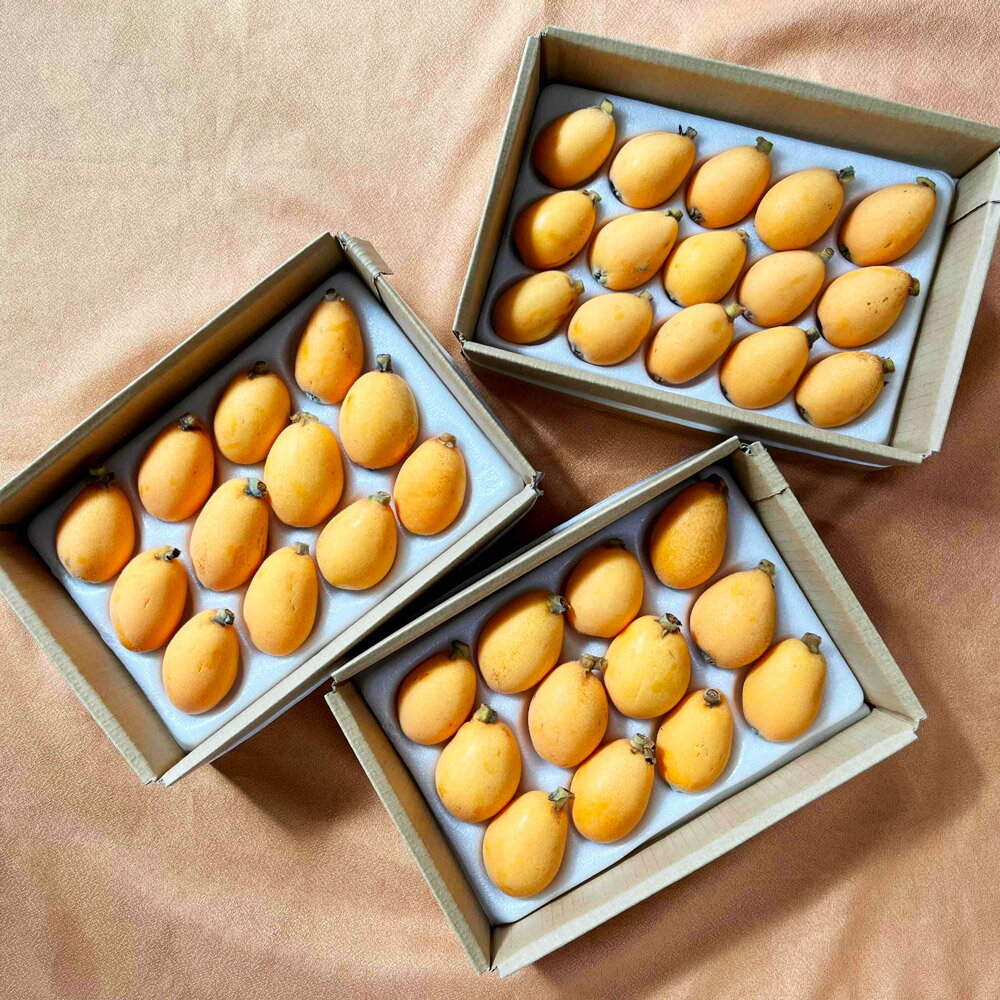 【ふるさと納税】びわ 3箱セット L＆Mサイズおまかせ ランダム びわ 果物 フルーツ 枇杷 ギフト 贈り物 長崎市産 長崎県産 九州産 送料無料