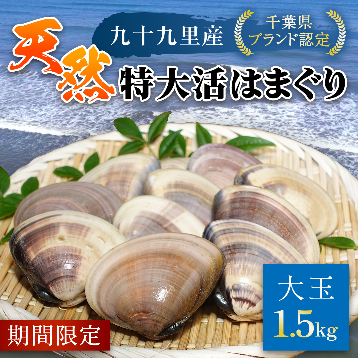 【千葉県ブランド認定】天然特大活はまぐり《1.5kg》 SMBO003