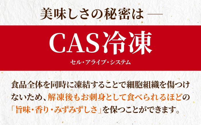 剣先イカ 姿造りを呼子CASセンターから直送！