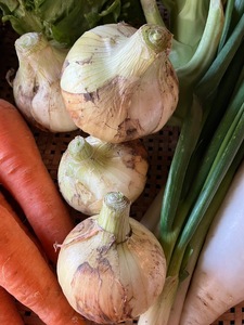 丸山農園の野菜セット 大セット 5~6人用 おまかせ 6?8品目 無農薬 くらしを耕す会 野菜 やさい サラダ 健康 人参 玉ねぎ 大根