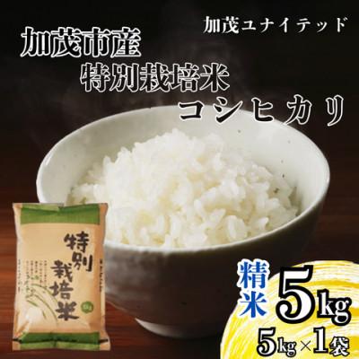 ふるさと納税 加茂市 【先行予約】令和8年産　特別栽培米コシヒカリ　精米　5kg(5kg×1袋)