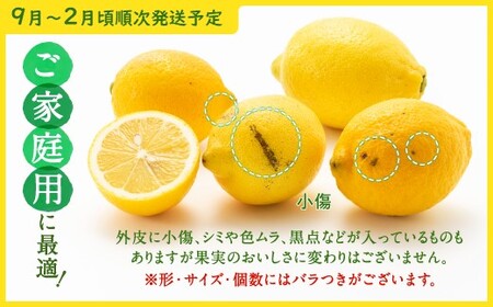 AA079.貴重な国産レモン.約5kg.新宮町産の逸品です／2026年9月～2027年2月発送予定