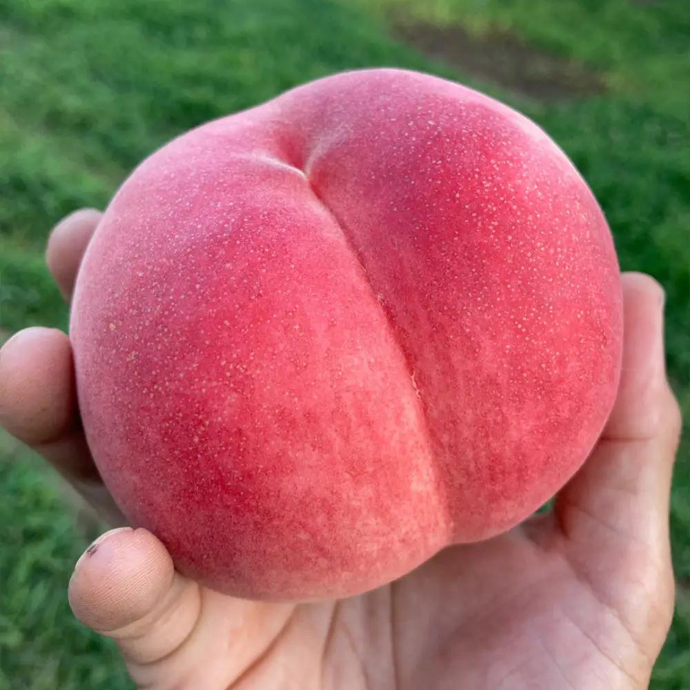 すーさんの果樹屋　【先行予約】川中島の桃 約2kg 品種おまかせ  7月下旬～8月上旬発送予定 |桃 フルーツ