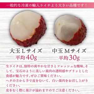 【令和7年6月中旬頃より発送】お試しパック 生ライチ 室戸海洋深層水仕込み 【ライチ 果物 生ライチ 国産 ライチ 品種 ジャカパット】