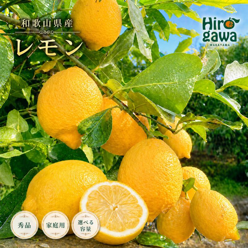 【ふるさと納税】 和歌山県産 レモン 2kg ～ 10kg サイズ混合 / 柑橘 檸檬 フルーツ くだもの 果物 果実 はちみつレモン レモネード ※2027年1月上旬～2027年3月下旬に順次発送 ※北海道・沖縄・離島への配送不可 //lemon