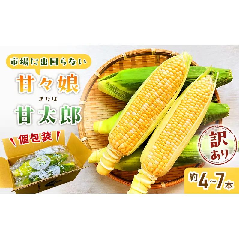 訳あり とうもろこし 先行予約 甘々娘 または 甘太郎 約4本～7本 家庭用 テルもろこし 先端カット済 個包装 レンジ調理 レンチン 旬 冷蔵配送 6月下旬頃より順次発送 静岡 浜松市【配送不可：離島】