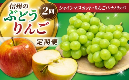 
                  【2回定期便】信州のぶどう・りんご（シャインマスカット・シナノリップ）｜JA信州うえだ農業協同組合 長野県 東御市産
                