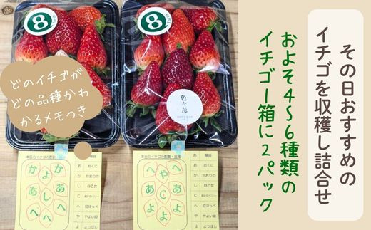 【先行予約】「色々苺」品種盛り合わせパック 品種かわかるメモ付【食べ比べ いちご イチゴ 約290g×2パック 苺 冷蔵 安来】【13-FA-01】