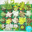 【ふるさと納税】多肉植物 抜き苗 アソート 20セット 詰め合わせ 多肉植物 観葉植物 インテリア 寄せ植え 誕生日プレゼント オシャレ 多肉 観葉 おまかせ セット 植物 苗 種類 色々 ランダム 農園直送 栽培 ガーデニング 寄せ植え用 多肉専科 送料無料