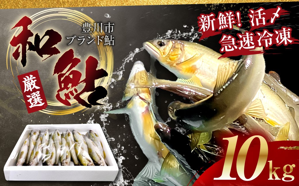 
                  【 とよかわ鮎 】 冷凍 約10kg 厳選鮎使用！ （ 急速冷凍 ） アユ 魚 川魚 お取り寄せ グルメ 焼き魚 焼魚 BBQ バーベキュー キャンプ飯 愛知県 豊川市 冷凍
                