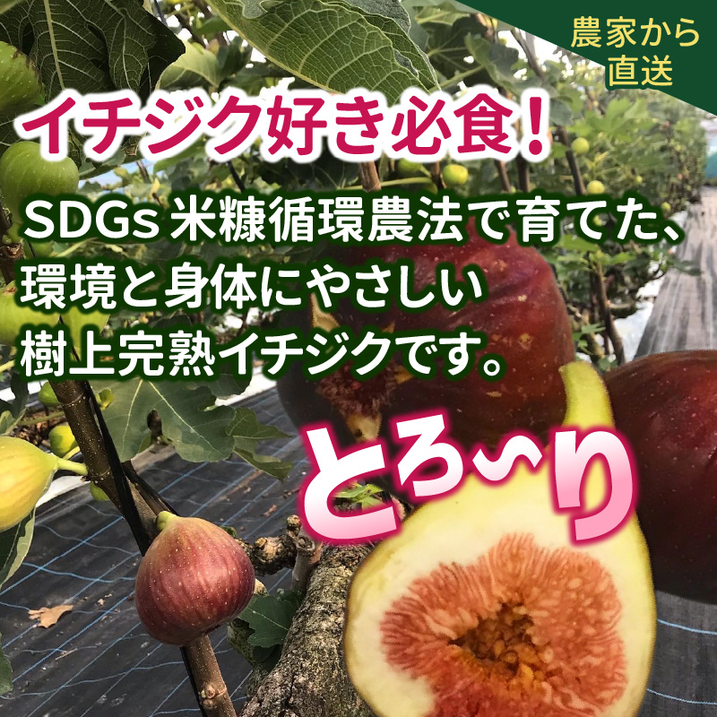 SDGs米糠循環農法で育てた樹上完熟イチジク秀品700g以上（サイズ混合12個）×2箱　潰れにくいイチジク専用容器入り【産地直送2026年8月より順次出荷】_イチジク 秀品 700g 以上 サイズ混合