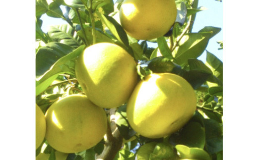 土佐文旦 約5kg ( L~4L ) 家庭用