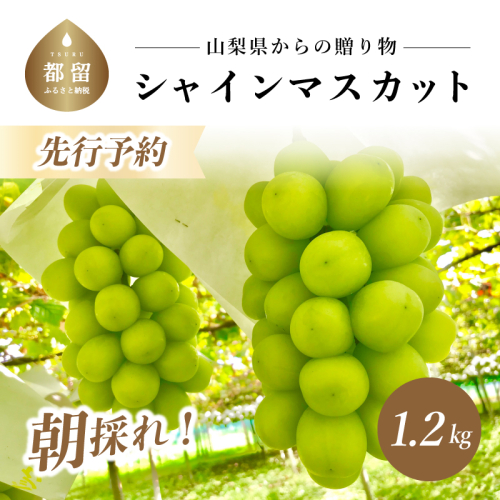 【新鮮！朝採れ！】【2025年 先行予約】 山梨県産 シャインマスカット ２房 (1.2kg以上)