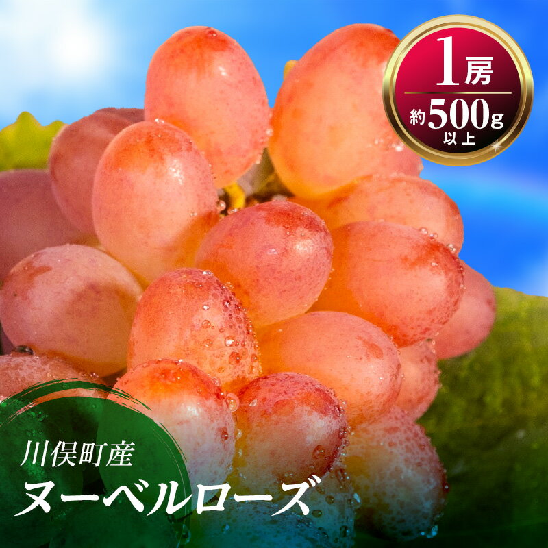 【ふるさと納税】【先行予約】川俣町産 ぶどう ヌーベルローズ 1房 約500g以上 FAF-0066