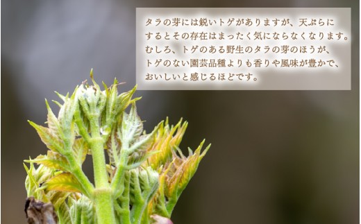 【先行予約】【季節限定】国産山菜 タラの芽 美浜町の春をお届け【2027年3月下旬以降順次発送予定】【旬 山菜 野菜 たらの芽 天ぷら 春野菜】 [m47-a026]