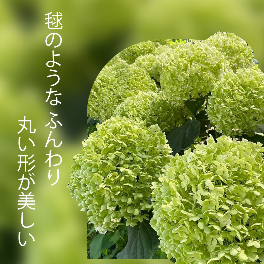 写真はイメージです。