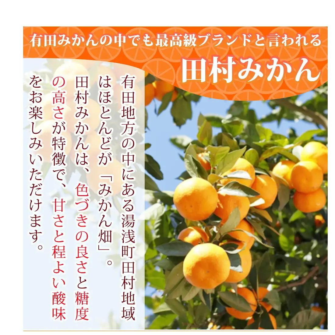 【2026年先行予約】高級ブランド 田村みかん 約5kg【家庭用 訳あり】_G7342