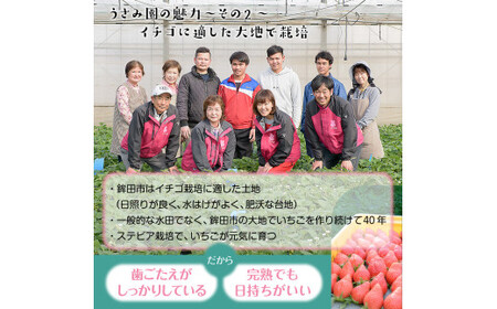 【3月発送】畑のいちご【やよいひめ】4パック