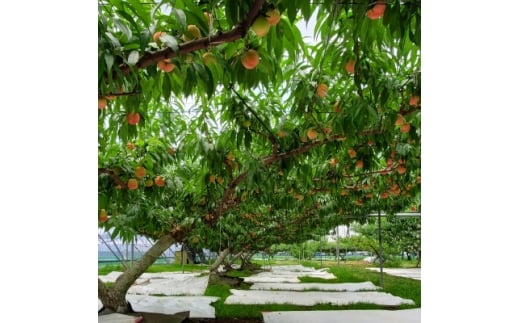 栃木県小山市産「桃」品種おまかせ　3kg【1619973】