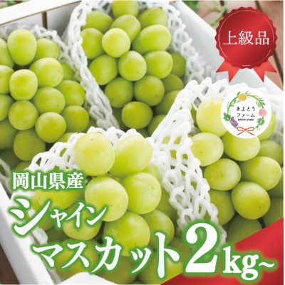 
                  シャインマスカット 3-5房/計2kg～ (岡山県産) 果樹園こだわりの「きよとう」シャイン!【1548980】
                