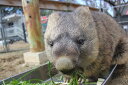 【ふるさと納税】五月山動物園　ウォンバットグッズBセット