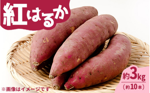 【先行受付】紅はるか 約3kg（約10本）〔P-218〕 | さつまいも サツマイモ 芋 いも イモ おやつ デザート 秋 旬 国産 先行予約 数量 限定 那須 栃木県 那須町 ※2024年11月上旬頃より順次発送予定