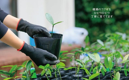 Fukukitaru-フクキタル-　観葉植物　フクギ インテリア おしゃれ 陶芸 やちむん 沖縄 プレゼント ギフト お土産 贈答 人気 おすすめ ふくぎ 貴重 陶器 フクギ並木 ガーデン 鉢 陶器鉢