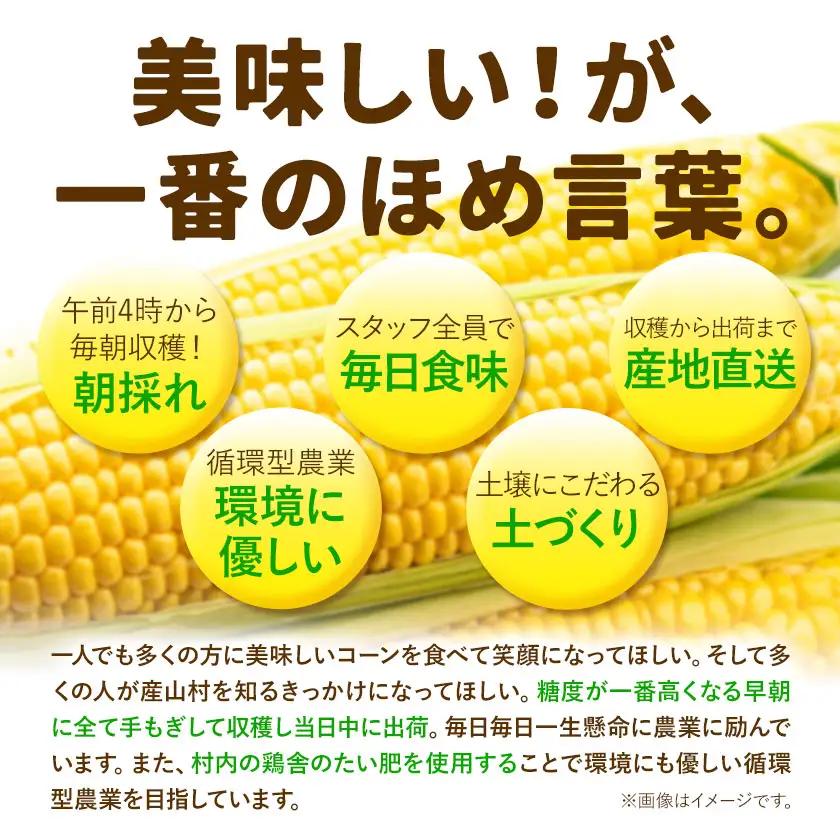 とうもろこし 3本 城本農園 とうもろこし