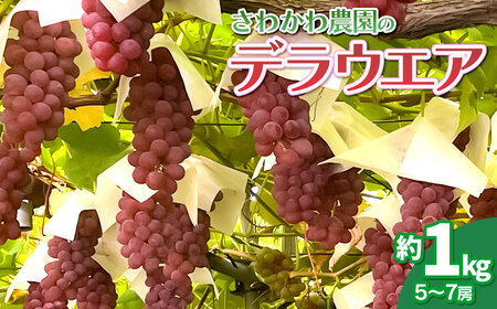【令和8年産先行予約】 デラウェア　約1kg（5～7房）山形県鶴岡市産　さわかわ農園